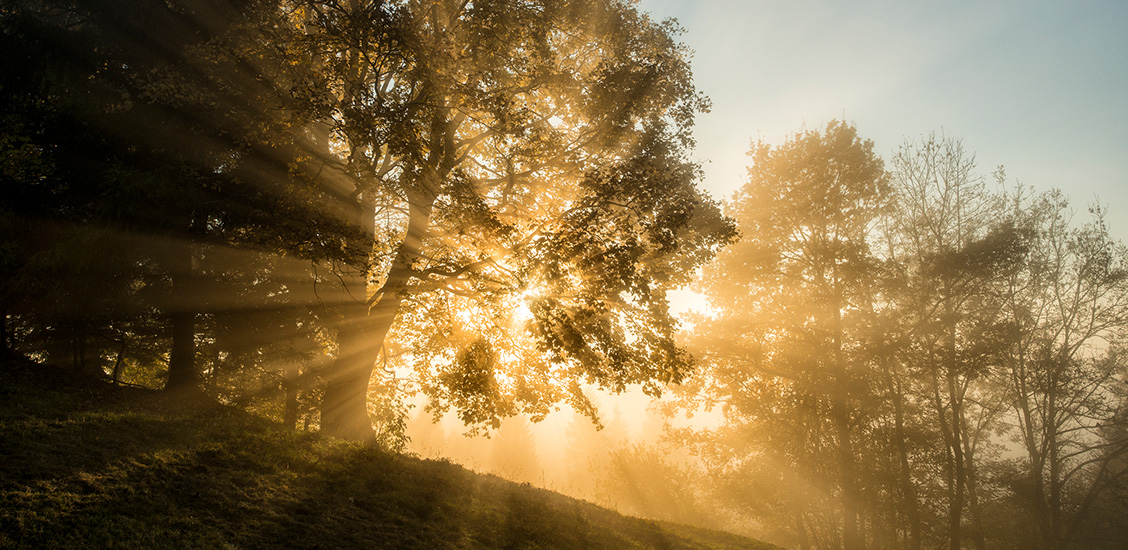 Sun coming through the trees